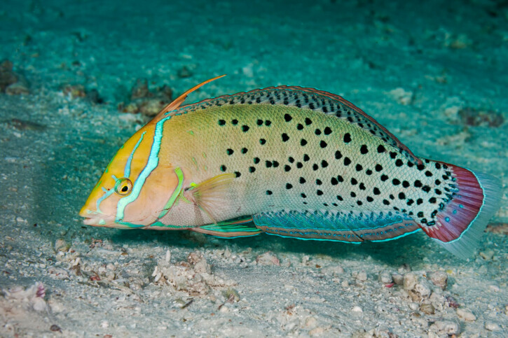 Tordo formosa (Coris formosa), pesce del Mar Rosso della famiglia tordi e labridi