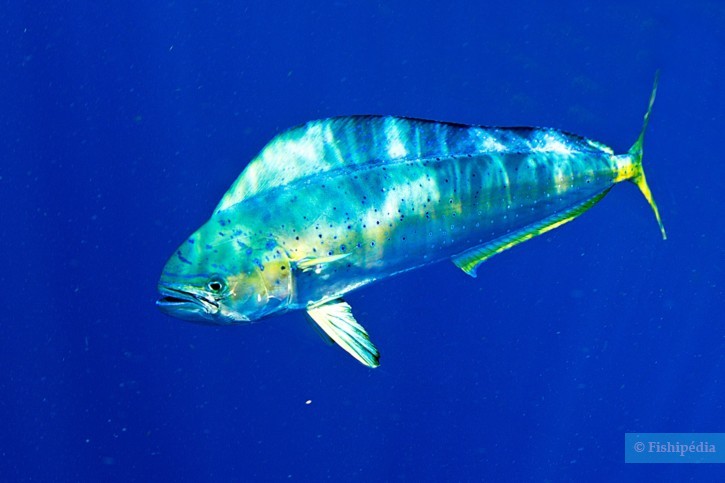 Lampuga (Coryphaena hippurus), pesce del Mar Rosso della famiglia lampughe