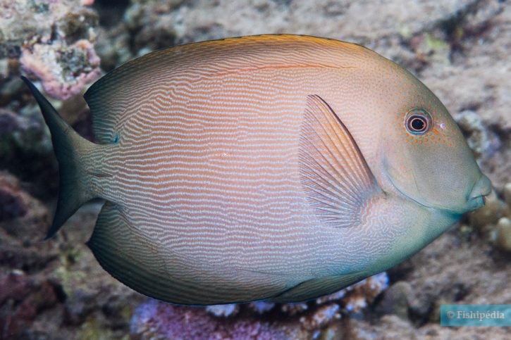 Pesce chirurgo striato (Ctenochaetus striatus), pesce del Mar Rosso della famiglia pesci chirurgo