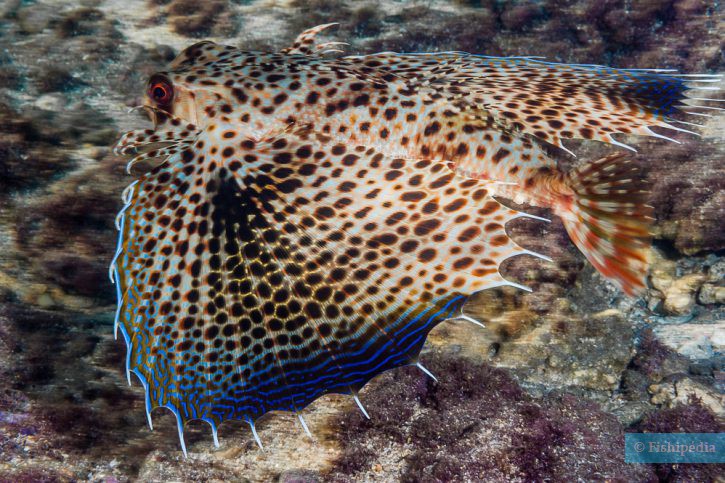 Oriental flying gurnard (Dactyloptena orientalis), a Red Sea fish of the flying gurnards family