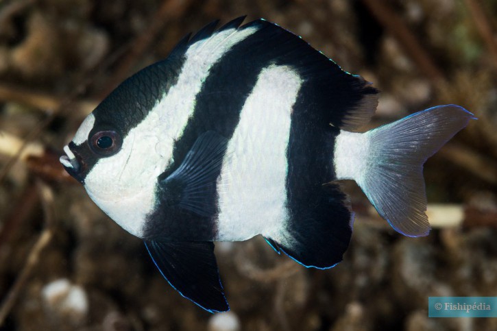 Indian dascyllus (Dascyllus abudafur), a Red Sea fish of the damselfishes family