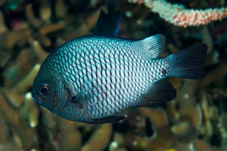 Damigella domino (Dascyllus trimaculatus), pesce del Mar Rosso della famiglia damigelle