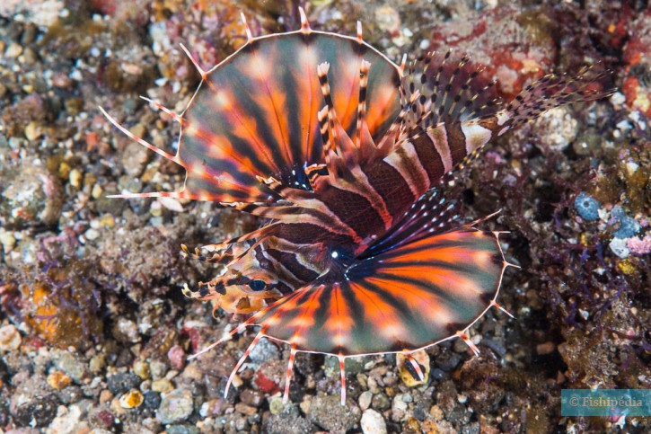 Zebra turkeyfish (Dendrochirus zebra), a Red Sea fish of the scorpionfishes family