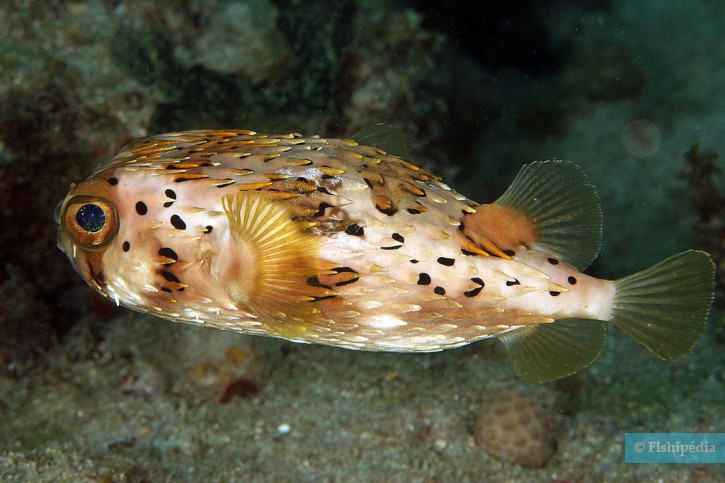 Longspined porcupinefish (Diodon holocanthus), a Red Sea fish of the porcupinefishes family