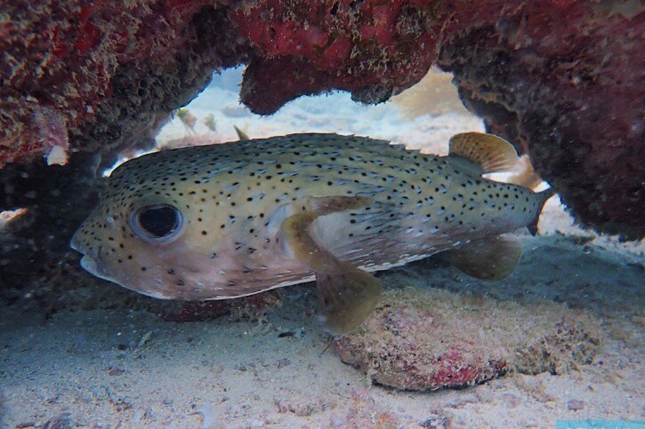 Spot-fin porcupinefish (Diodon hystrix), a Red Sea fish of the porcupinefishes family