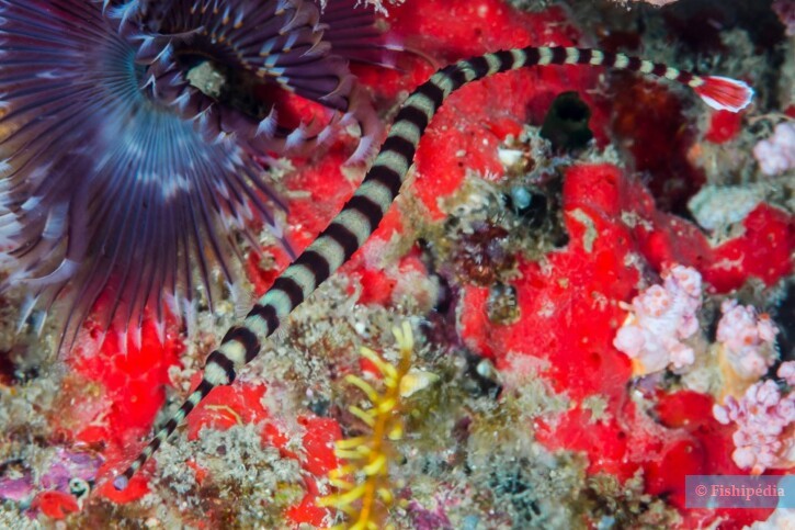Pesce ago a bande (Dunckerocampus dactyliophorus), pesce del Mar Rosso della famiglia pesci ago
