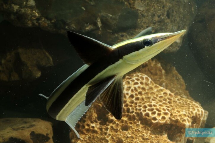 Live sharksucker (Echeneis naucrates), a Red Sea fish of the remoras family
