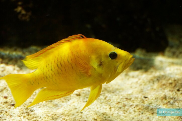 Tordo a fionda (Epibulus insidiator), pesce del Mar Rosso della famiglia tordi e labridi