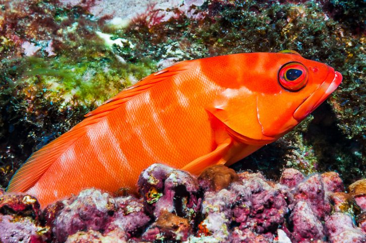 Blacktip grouper (Epinephelus fasciatus), a Red Sea fish of the sea basses family