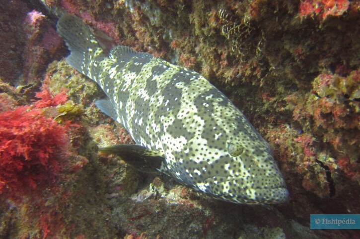 Malabar grouper (Epinephelus malabaricus), a Red Sea fish of the sea basses family