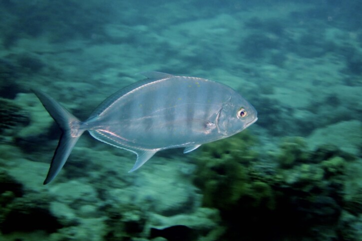 Blue trevally (Ferdauia ferdau), a Red Sea fish of the jacks family