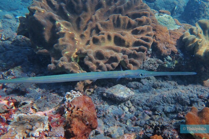 Bluespotted cornetfish (Fistularia commersonii), a Red Sea fish of the cornetfishes family