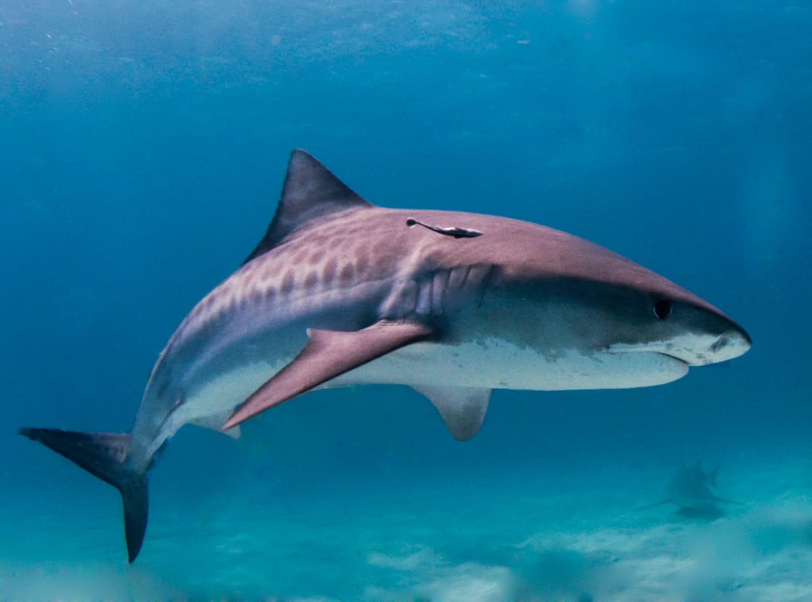 Squalo tigre (Galeocerdo cuvier), pesce del Mar Rosso della famiglia squali requiem