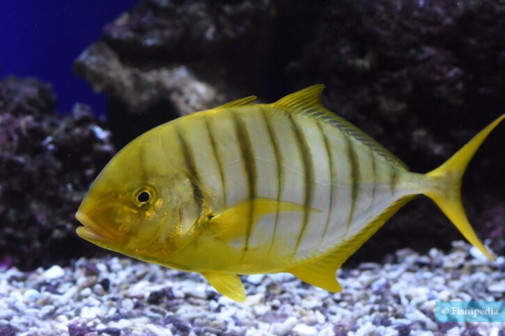 Golden trevally (Gnathanodon speciosus), a Red Sea fish of the jacks family