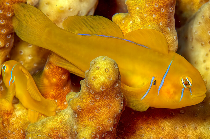 Poison goby (Gobiodon citrinus), a Red Sea fish of the gobies family