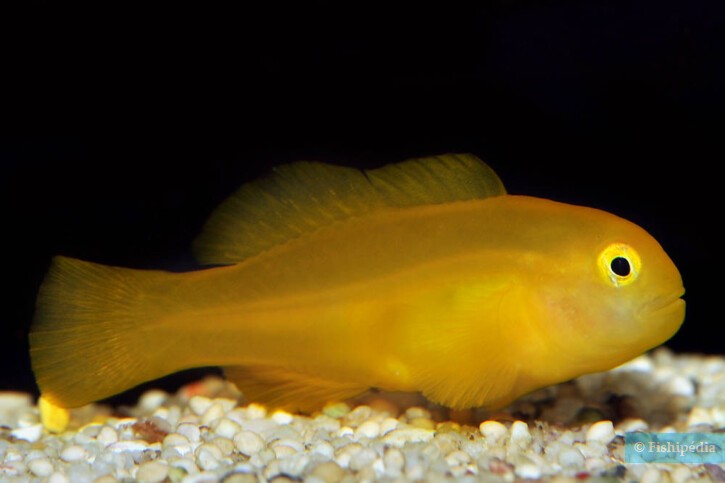 Yellow coral goby (Gobiodon okinawae), a Red Sea fish of the gobies family