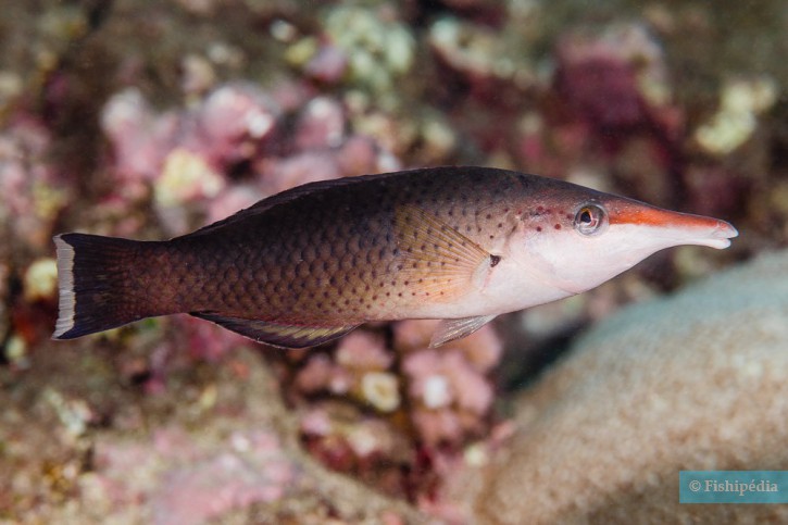 Tordo uccello (Gomphosus caeruleus), pesce del Mar Rosso della famiglia tordi e labridi