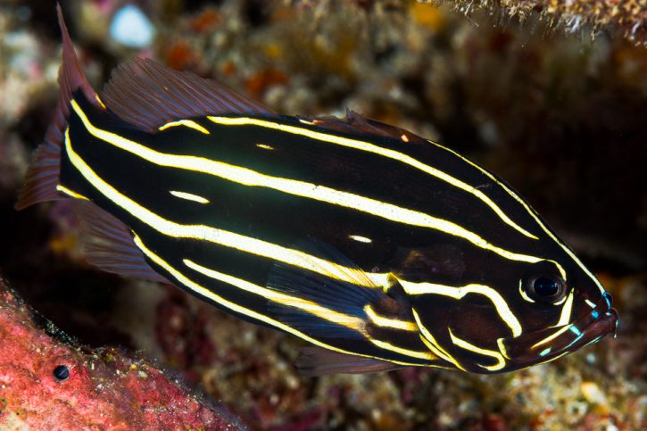 Sixline soapfish (Grammistes sexlineatus), a Red Sea fish of the soapfishes family