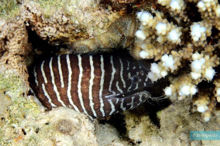 Murena zebra (Gymnomuraena zebra), pesce del Mar Rosso della famiglia murene