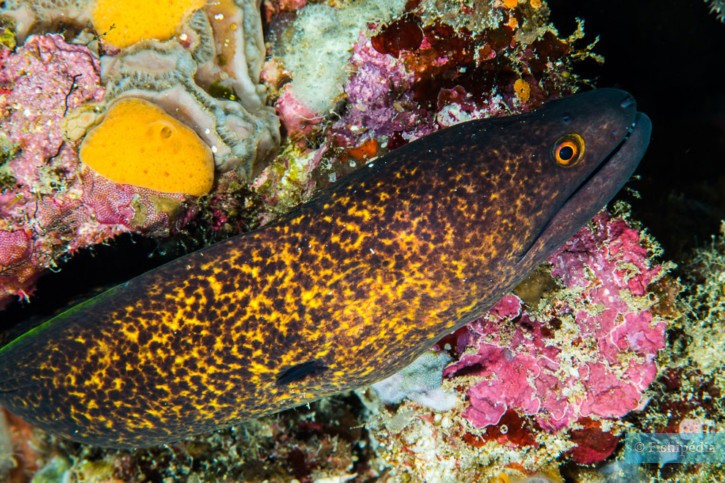 Murena margine giallo (Gymnothorax flavimarginatus), pesce del Mar Rosso della famiglia murene