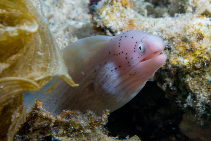 Murena grigia (Gymnothorax griseus), pesce del Mar Rosso della famiglia murene