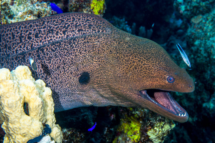 Giant moray (Gymnothorax javanicus), a Red Sea fish of the moray eels family