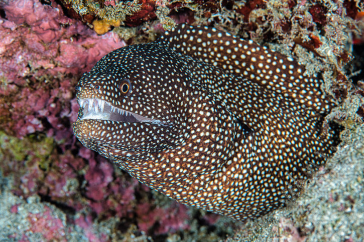 Turkey moray (Gymnothorax meleagris), a Red Sea fish of the moray eels family
