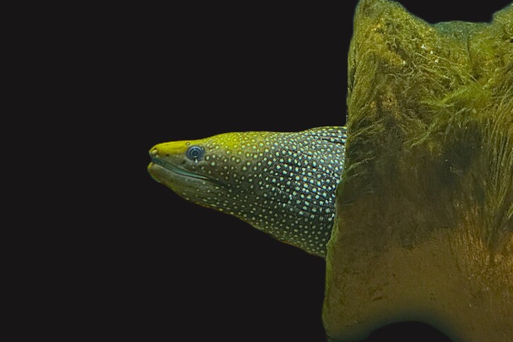 Red Sea spotted moray (Gymnothorax punctatus), a Red Sea fish of the moray eels family