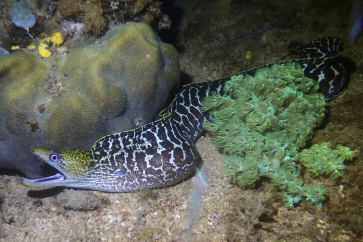 Undulated moray (Gymnothorax undulatus), a Red Sea fish of the moray eels family