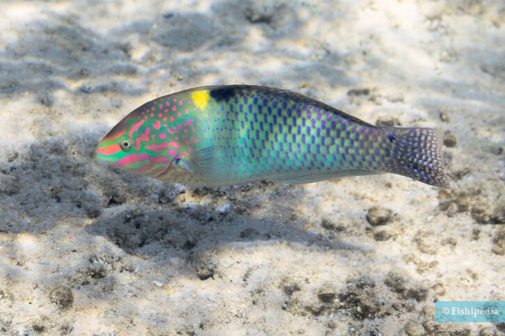 Checkerboard wrasse (Halichoeres hortulanus), a Red Sea fish of the wrasses family