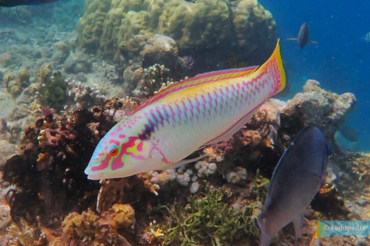 Zigzag wrasse (Halichoeres scapularis), a Red Sea fish of the wrasses family