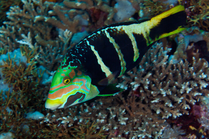 Tordo a fascia nera (Hemigymnus fasciatus), pesce del Mar Rosso della famiglia tordi e labridi