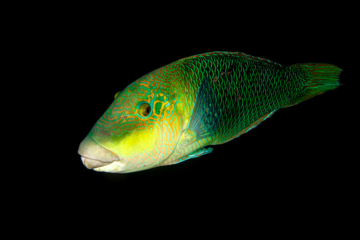 Blackeye thicklip (Hemigymnus melapterus), a Red Sea fish of the wrasses family