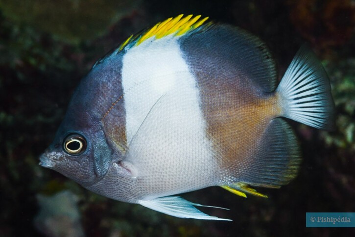 Black pyramid butterflyfish (Hemitaurichthys zoster), a Red Sea fish of the butterflyfishes family