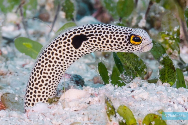Spotted garden eel (Heteroconger hassi), a Red Sea fish of the conger eels family