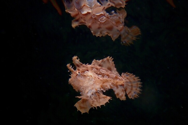 Sargassum fish (Histrio histrio), a Red Sea fish of the frogfishes family