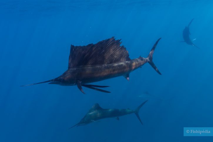 Pesce vela (Istiophorus platypterus), pesce del Mar Rosso della famiglia pesci vela