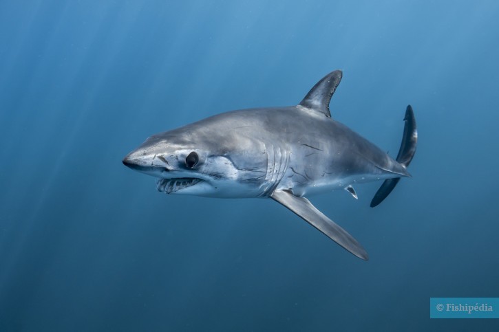 Shortfin mako (Isurus oxyrinchus), a Red Sea fish of the mackerel sharks family