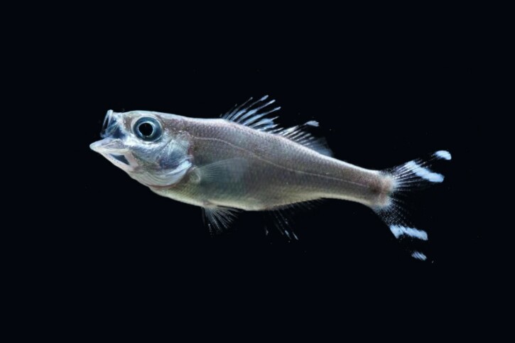 Barred flagtail (Kuhlia mugil), a Red Sea fish of the aholeholes family