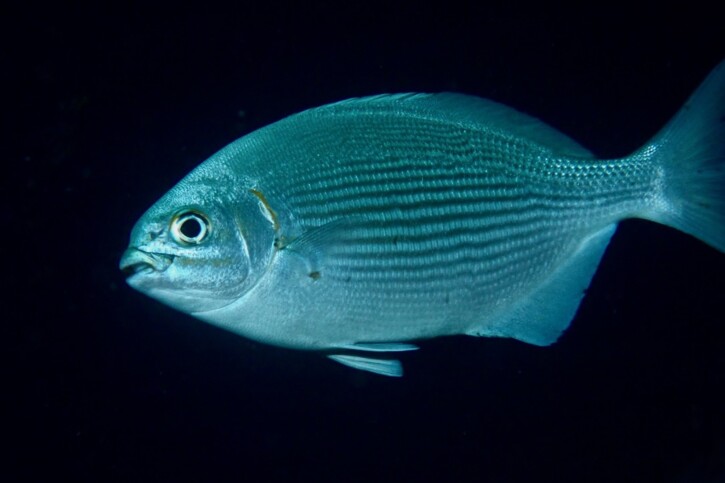 Brassy chub (Kyphosus vaigiensis), a Red Sea fish of the sea chubs family