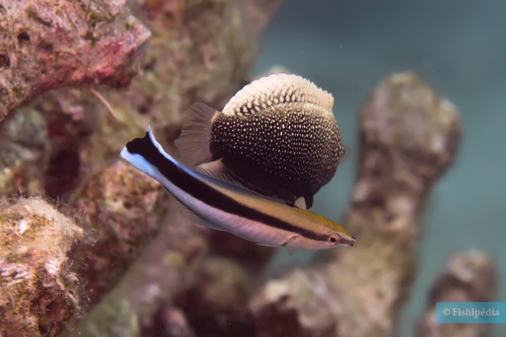 Labride pulitore (Labroides dimidiatus), pesce del Mar Rosso della famiglia tordi e labridi