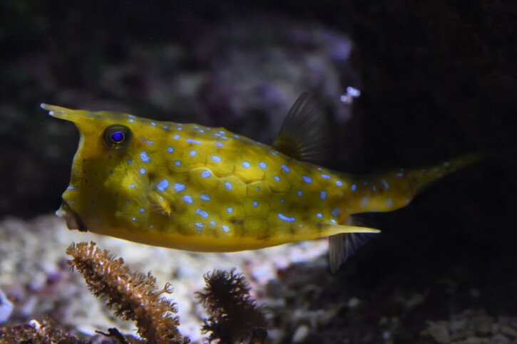 Longhorn cowfish (Lactoria cornuta), a Red Sea fish of the boxfishes family