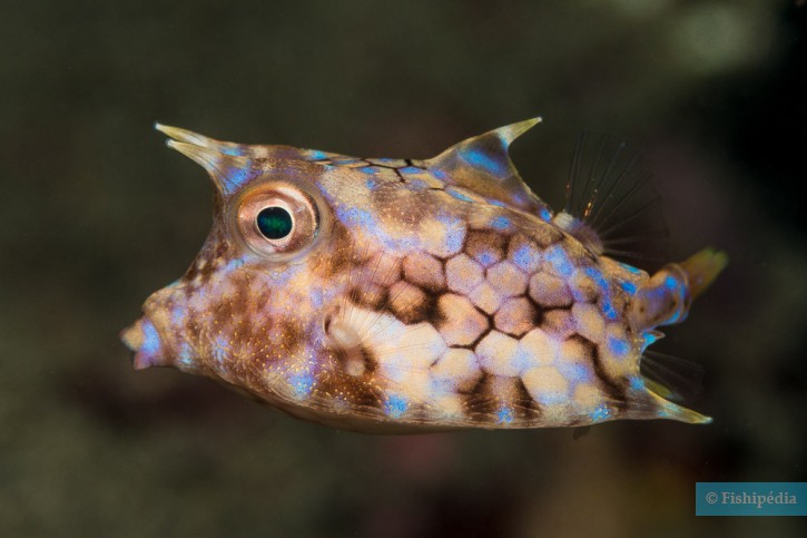 Thornback cowfish (Lactoria fornasini), a Red Sea fish of the boxfishes family
