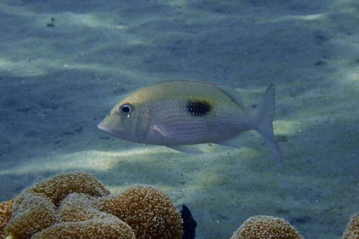 Thumbprint emperor (Lethrinus harak), a Red Sea fish of the emperors family