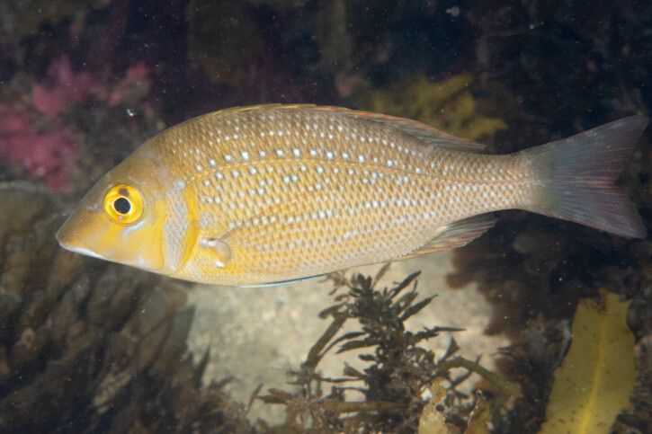 Spangled emperor (Lethrinus nebulosus), a Red Sea fish of the emperors family