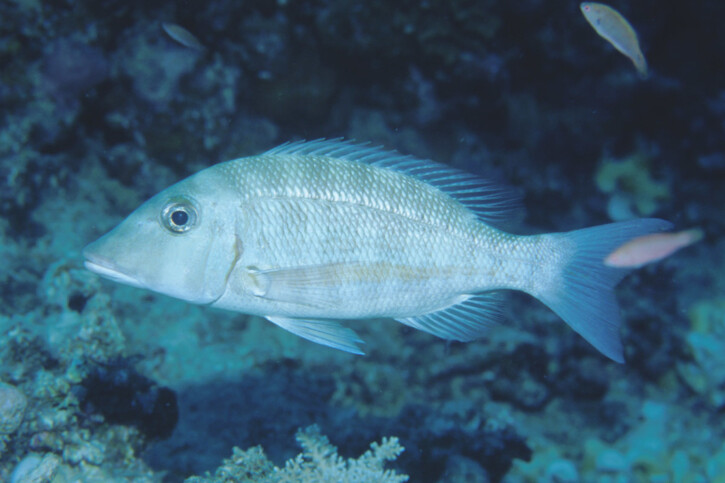 Dentice a striscia arancio (Lethrinus obsoletus), pesce del Mar Rosso della famiglia letrinidi