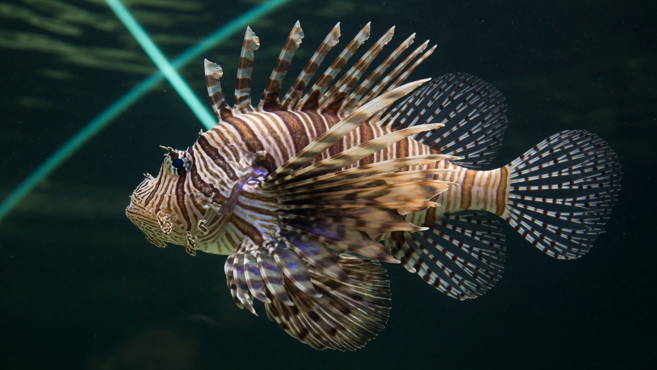 Pesce leone (Pterois miles), pesce del Mar Rosso della famiglia scorfani