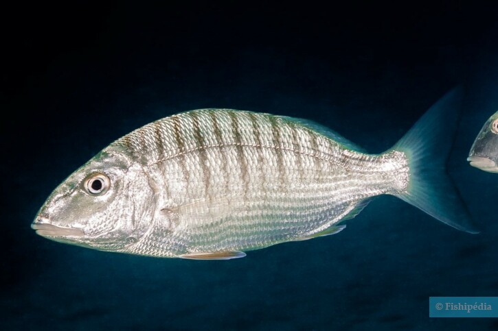 Sand steenbras (Lithognathus mormyrus), a Red Sea fish of the seabreams family