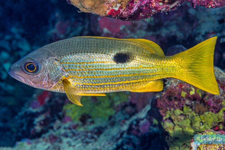 Lutiano macchia nera (Lutjanus fulviflamma), pesce del Mar Rosso della famiglia lutiani