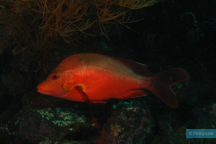 Humpback snapper (Lutjanus gibbus), a Red Sea fish of the snappers family